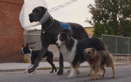 做微商怎样引流客户(10招吸引微商客户，快速提升销售！)